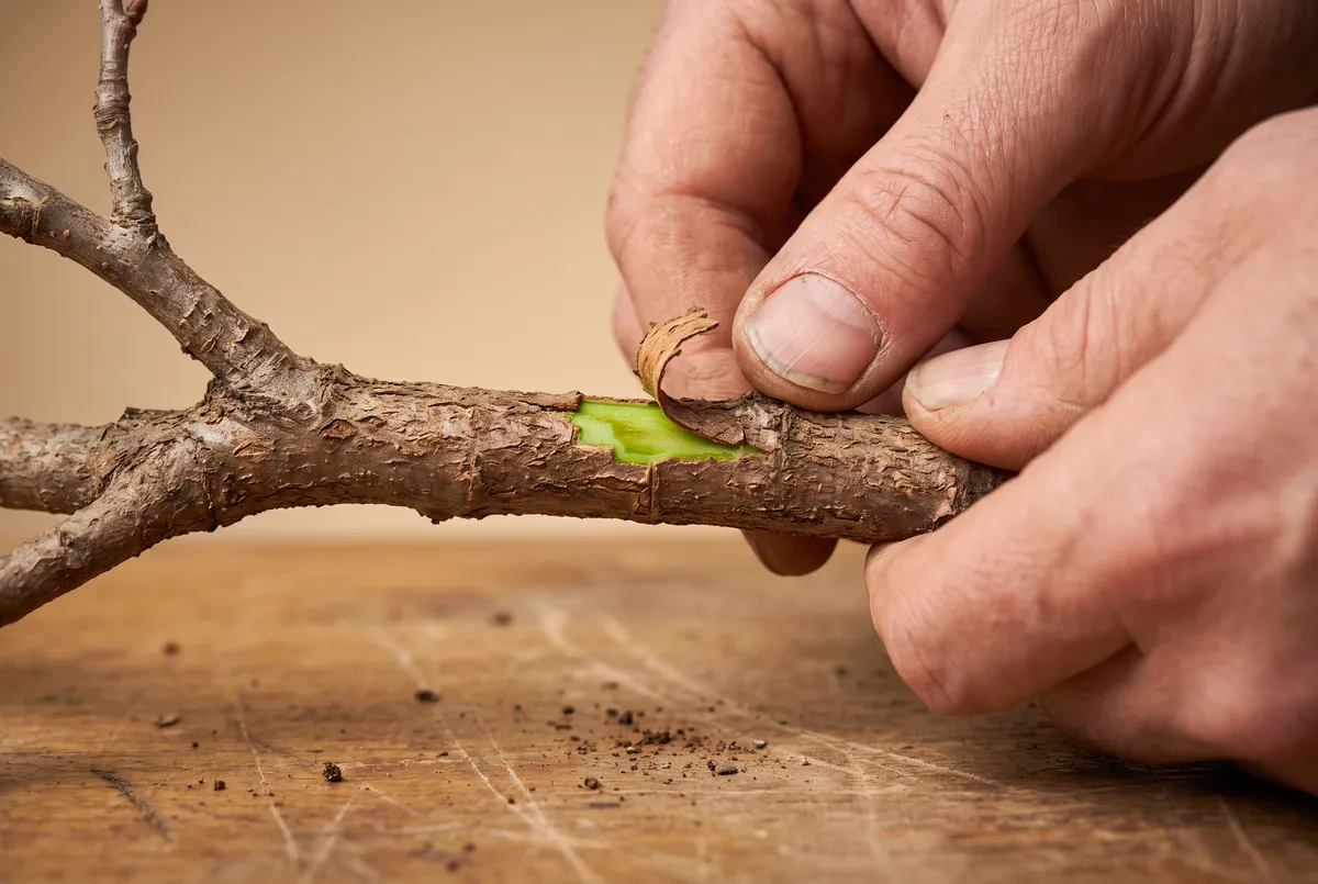 Thumbnail scratching a sliver of bark from a thin branch, revealing green cambium beneath