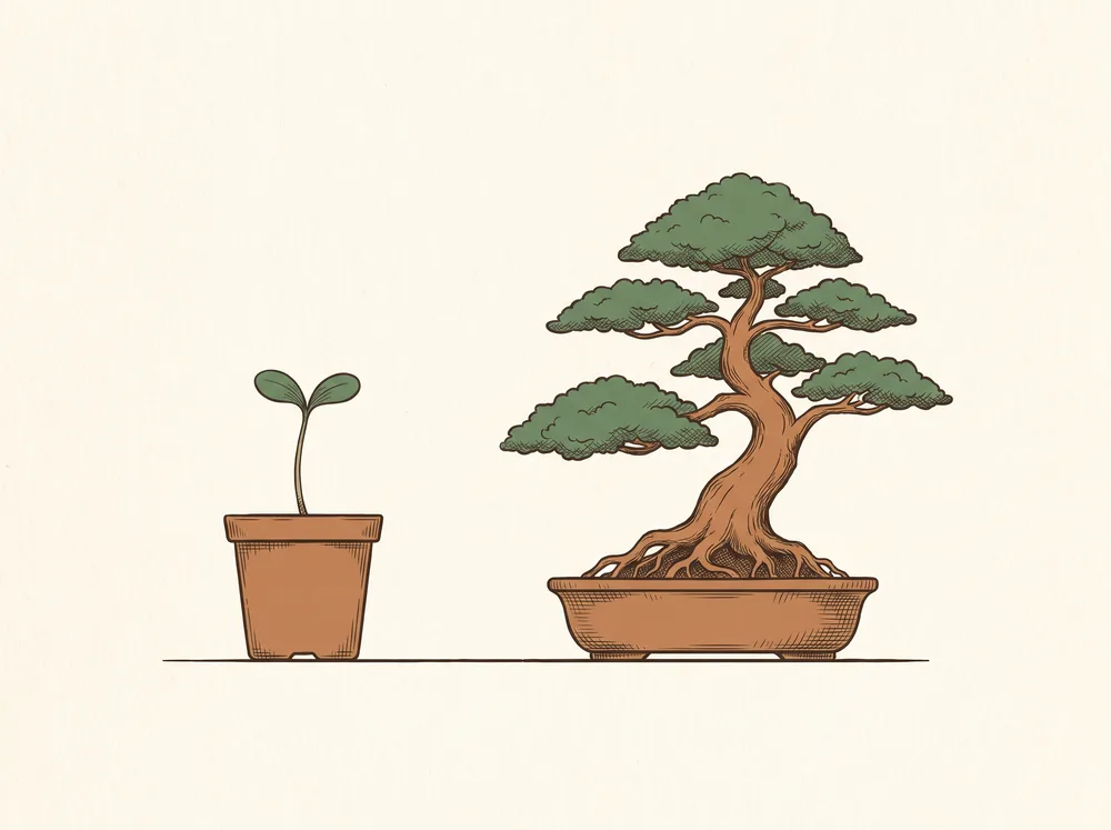 Illustration comparing a tiny seedling in a cell tray with a thick-trunked pre-bonsai in a shallow training pot