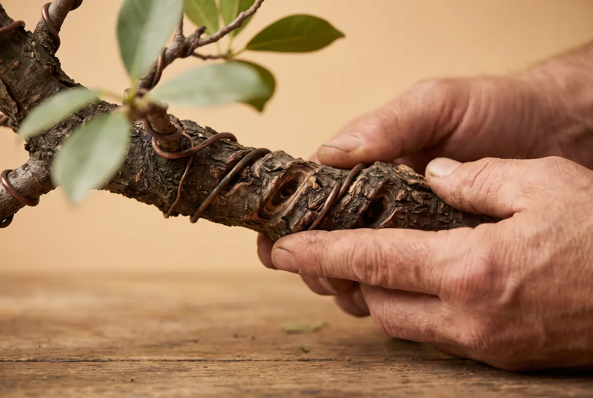 Close-up of hands holding a young bonsai branch marked with spiral wire scars in the bark.