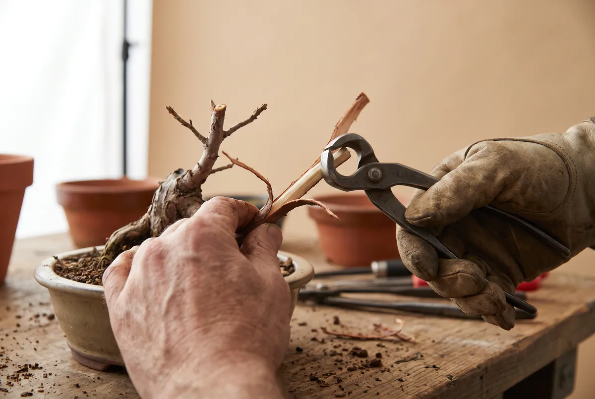 Hands using jin pliers to peel a strip of bark from a dead juniper branch stub, exposing pale wood.