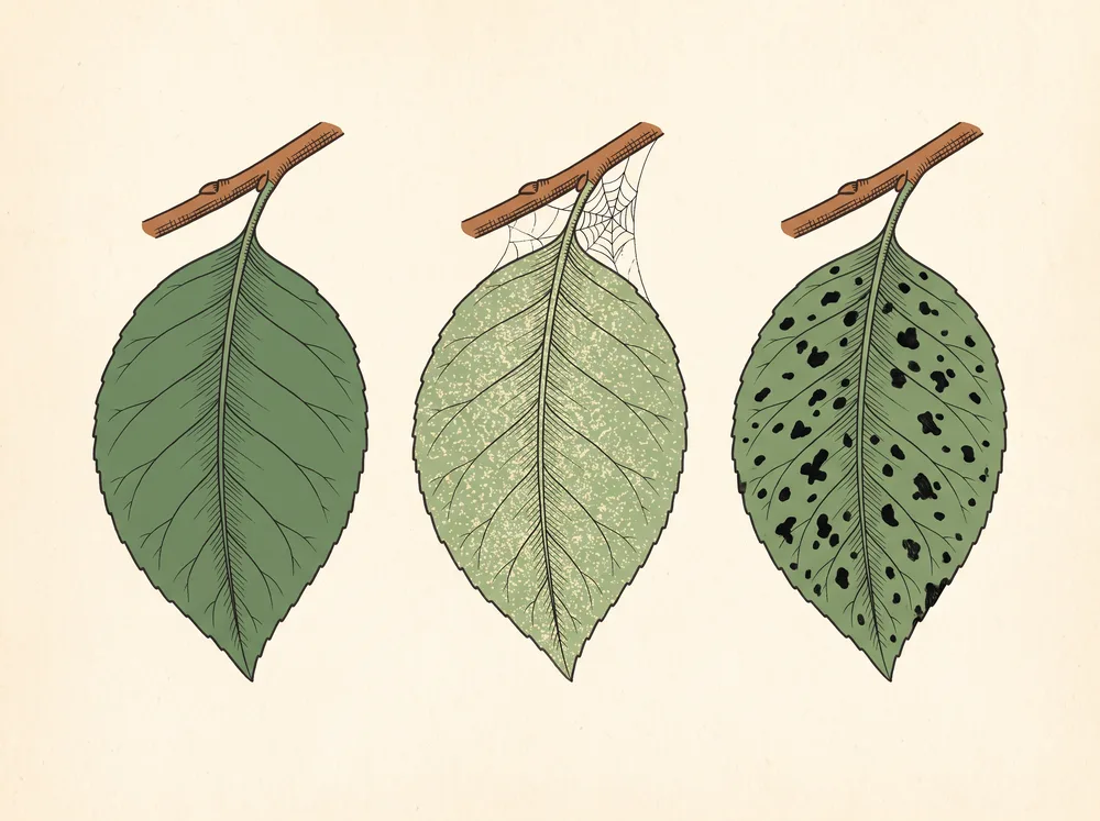 Botanical illustration comparing a healthy leaf, a mite-stippled leaf, and a leaf with fungal black spot