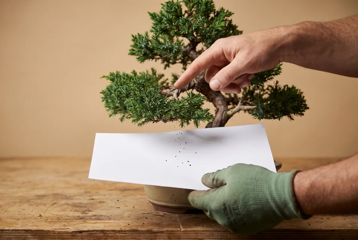 Hands tapping a juniper bonsai branch over a sheet of white paper to check for spider mites