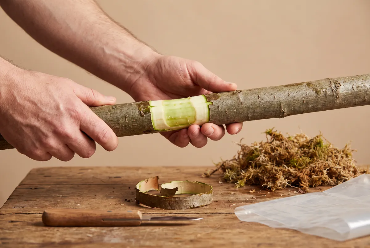 Hands holding a two-inch branch with a wide ring of bark removed down to pale bare wood, sphagnum moss and plastic wrap ready on the workbench