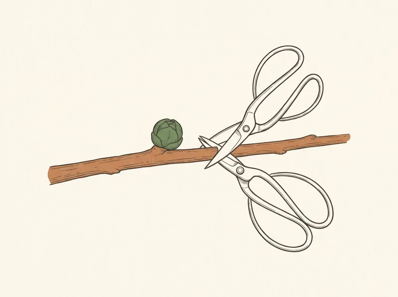 Shears cutting a branch a few millimeters beyond a bud, blade angled away from it