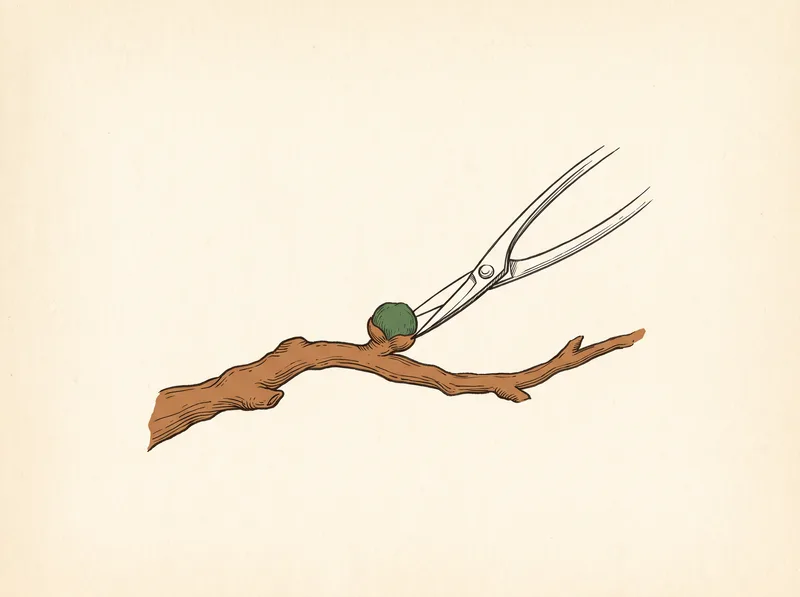Shears cutting directly against a bud, leaving it exposed