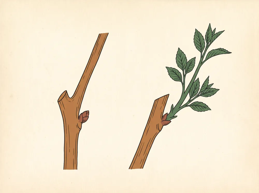 Illustration of a branch cut above an outward-facing bud, and the same branch one season later with a new shoot growing outward from that bud