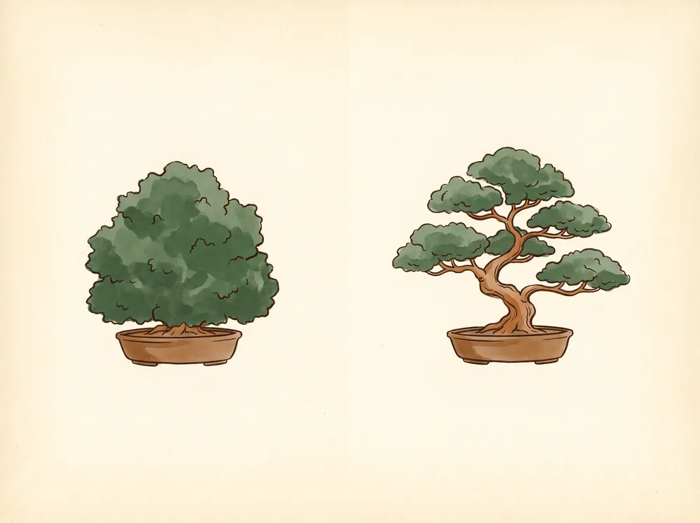 Illustration comparing a crowded bonsai canopy with the same tree refined into separated foliage pads with open space between them