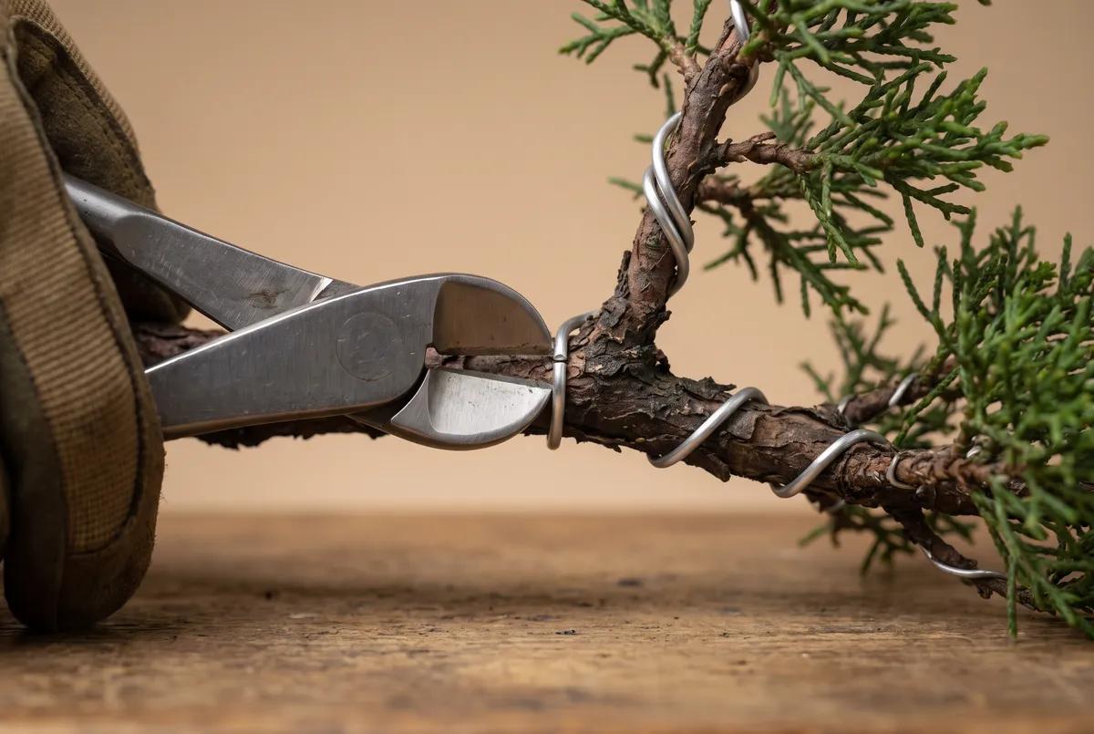 Close-up of bonsai wire cutters pressed flat against a branch, cutting training wire flush to the bark