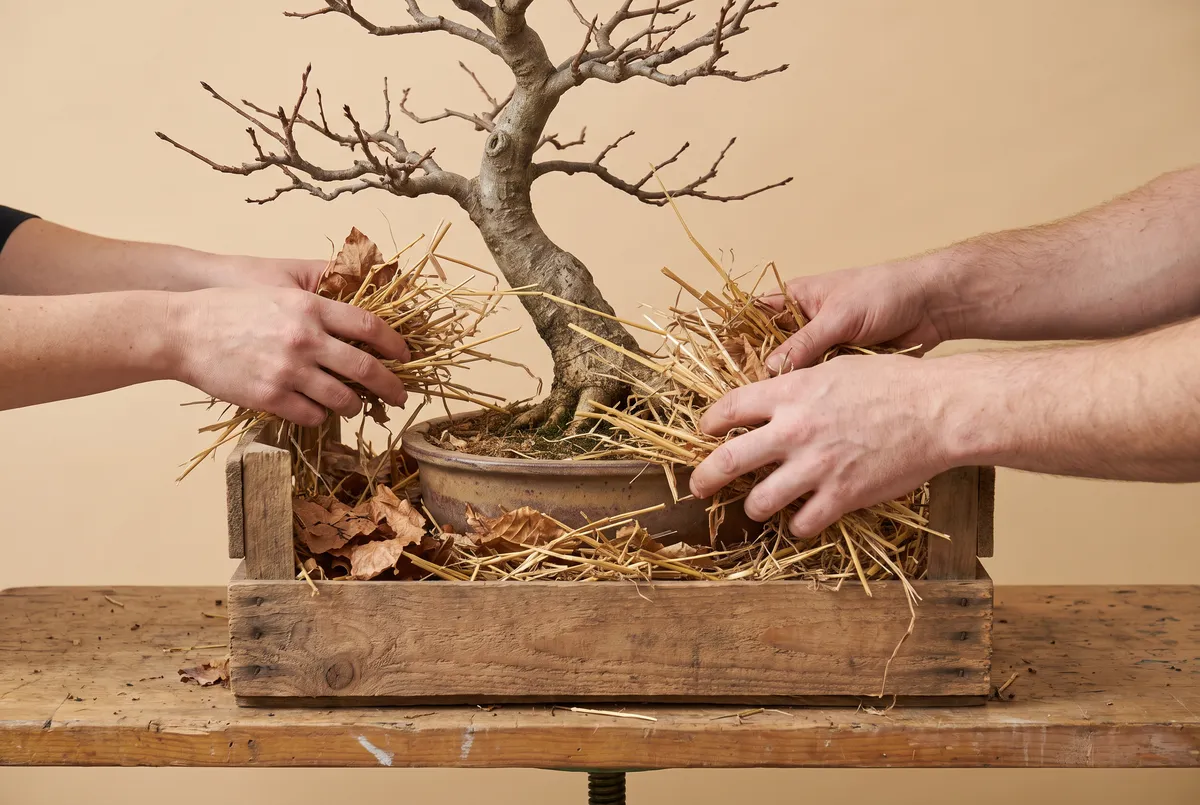 Hands packing straw around a bonsai pot inside a wooden crate, with mulch reaching the pot rim and the trunk left clear.