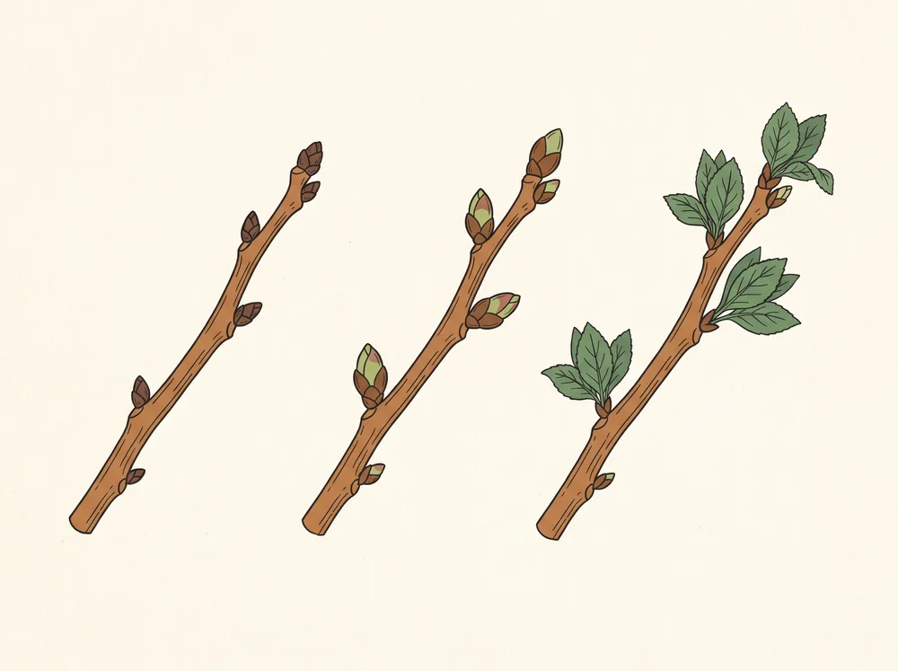 Field-guide illustration of three twigs showing tight dormant buds, swollen buds shifting color, and newly opened leaves.