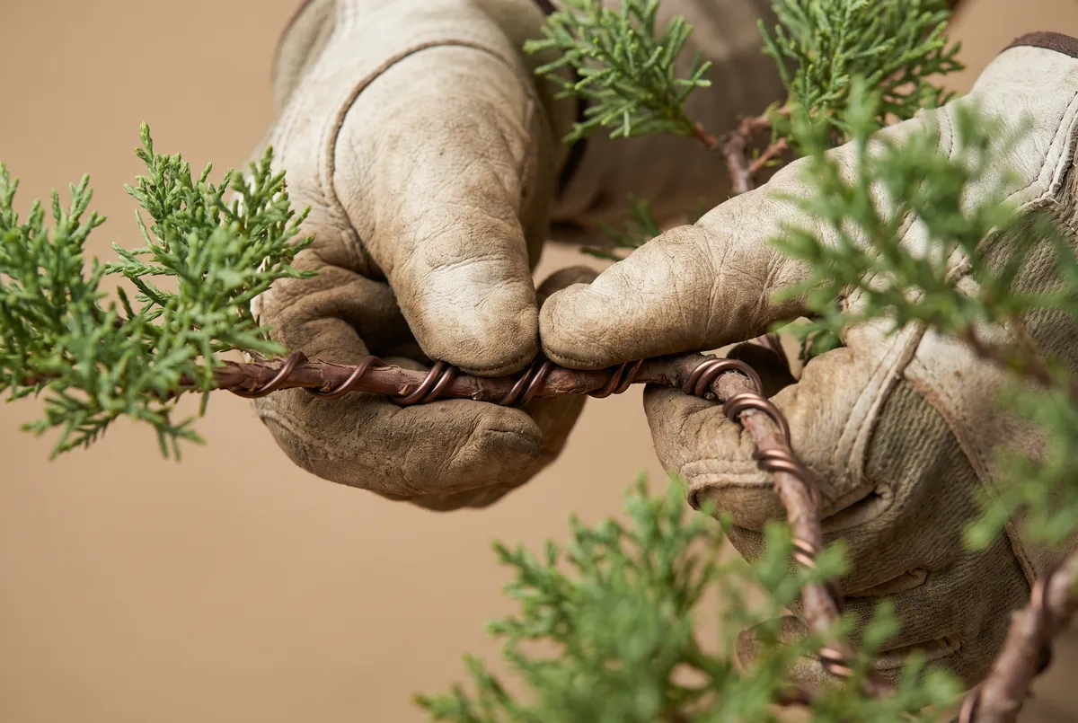 Two hands bending a wire-wrapped juniper branch, thumbs together on the inside of the curve and fingers supporting the outside