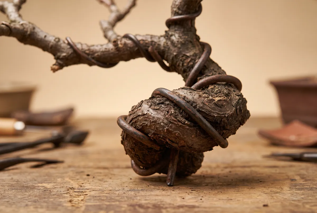 Close-up of bonsai bark swelling around training wire that has been left on too long and begun to bite into the branch