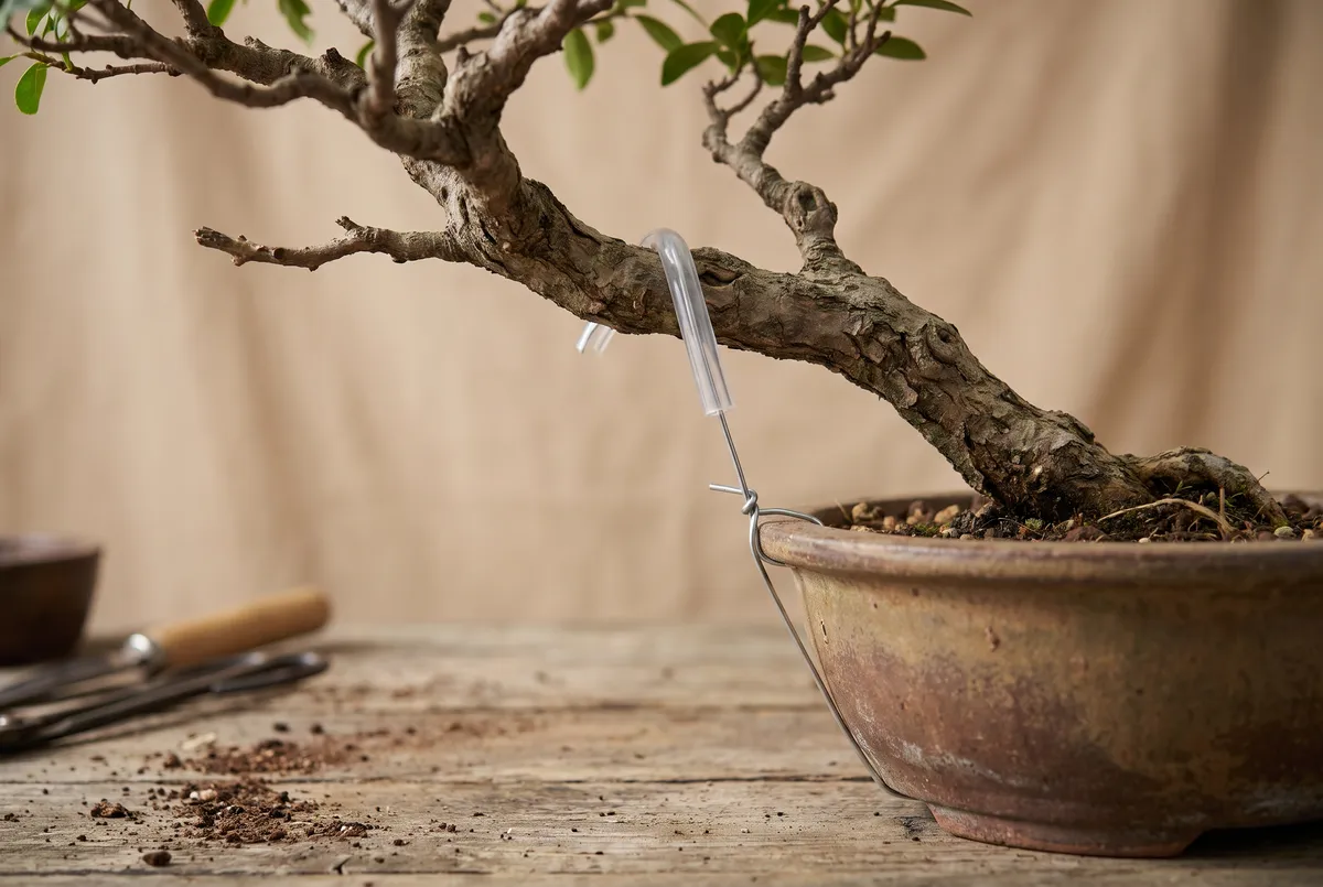 A guy wire padded with clear tubing pulling a thick bonsai branch down toward the rim of its pot