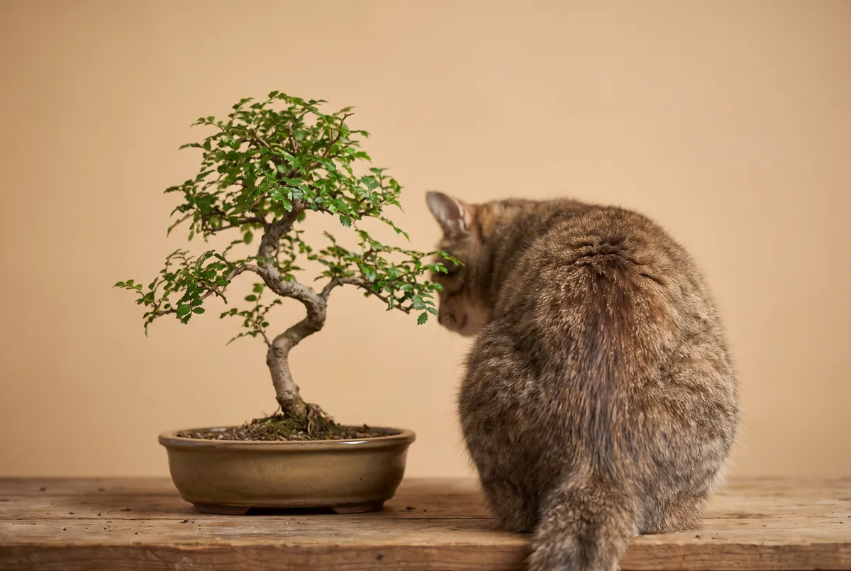 A cat seen from behind sitting beside a small Chinese elm bonsai on a wooden workbench