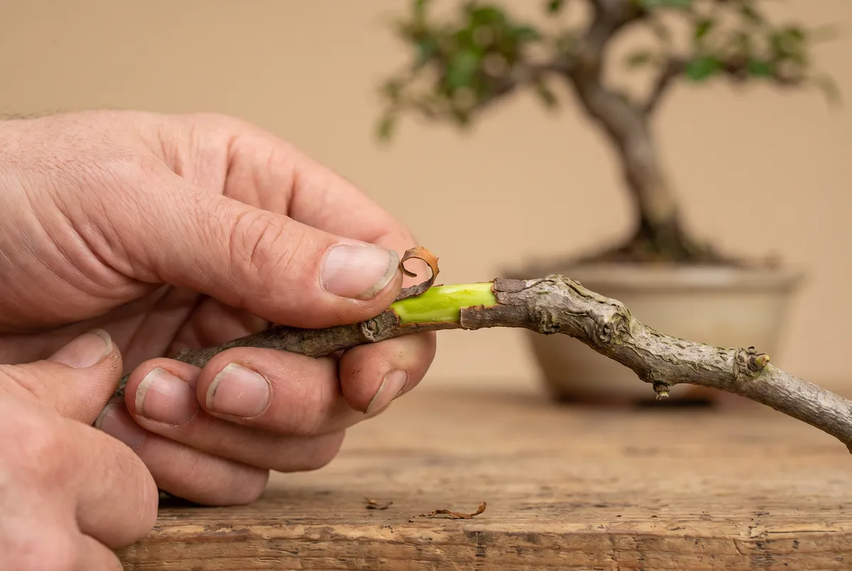 Close-up of a thumbnail scratching a small sliver of bark on a thin bonsai branch, revealing a bright green layer beneath