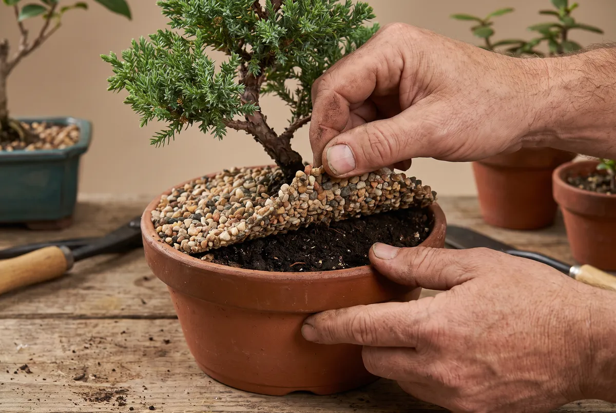 Hands lifting a glued sheet of decorative gravel off the soil of a small bonsai, exposing the dark soil underneath