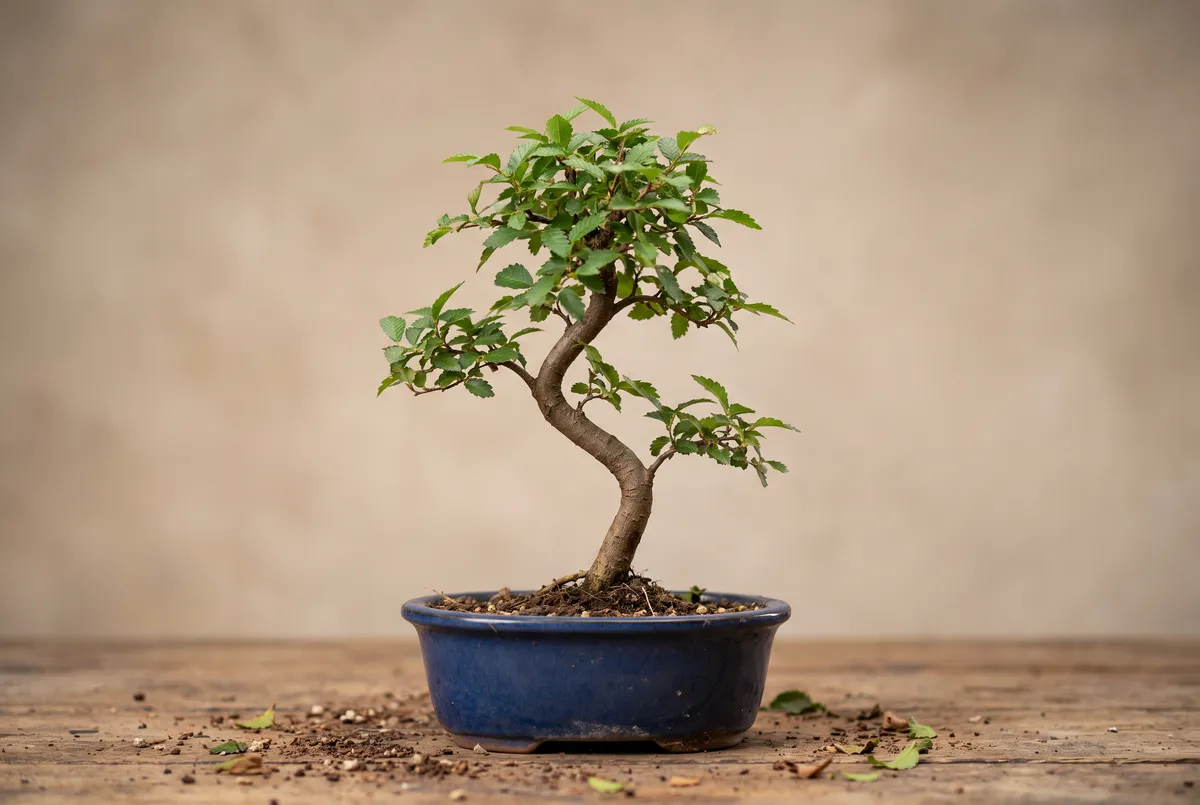 A young Chinese elm starter bonsai in a simple glazed pot on a nursery workbench