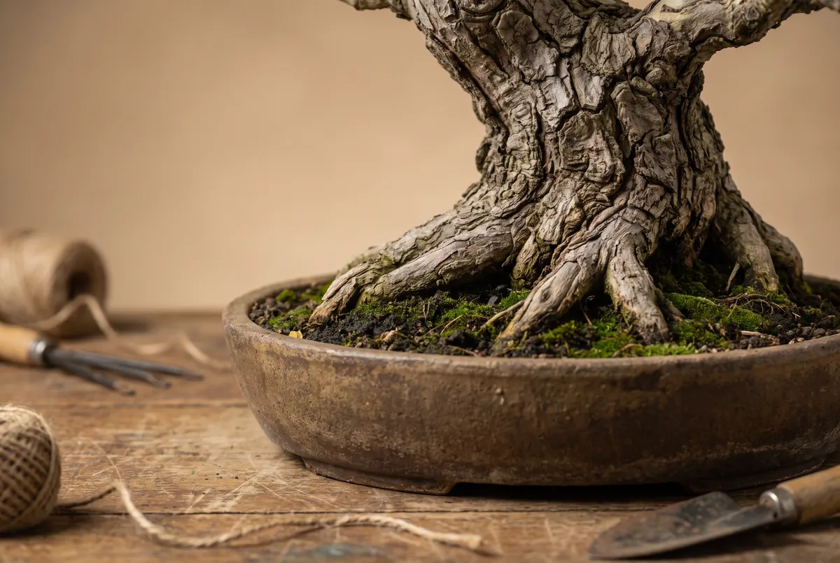 Close-up photograph of deeply fissured, plated bark on a thick bonsai trunk, with a surface root and moss at its base.