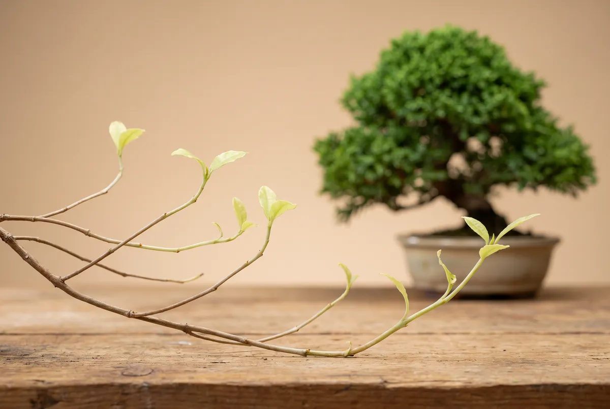 Close-up of a pale, stretched bonsai shoot with long gaps between leaves, a healthy dense tree blurred behind it